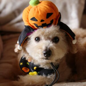 ハロウィンのかぼちゃの帽子がよく似合う♡（２０２１・１０・３１）